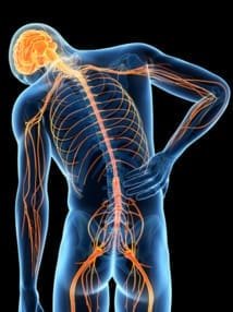 Mobilité du nerf sciatique chez des patients avec des douleurs référées dans le membre inférieur