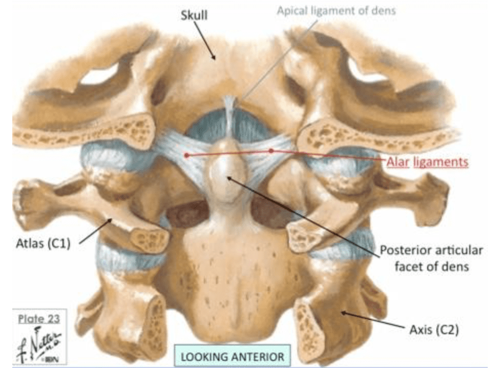 Effet de la section du ligament alaire sur le side bending stress test: une étude cadavérique
