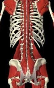 Multifidus: croyances ou réalité scientifique ?