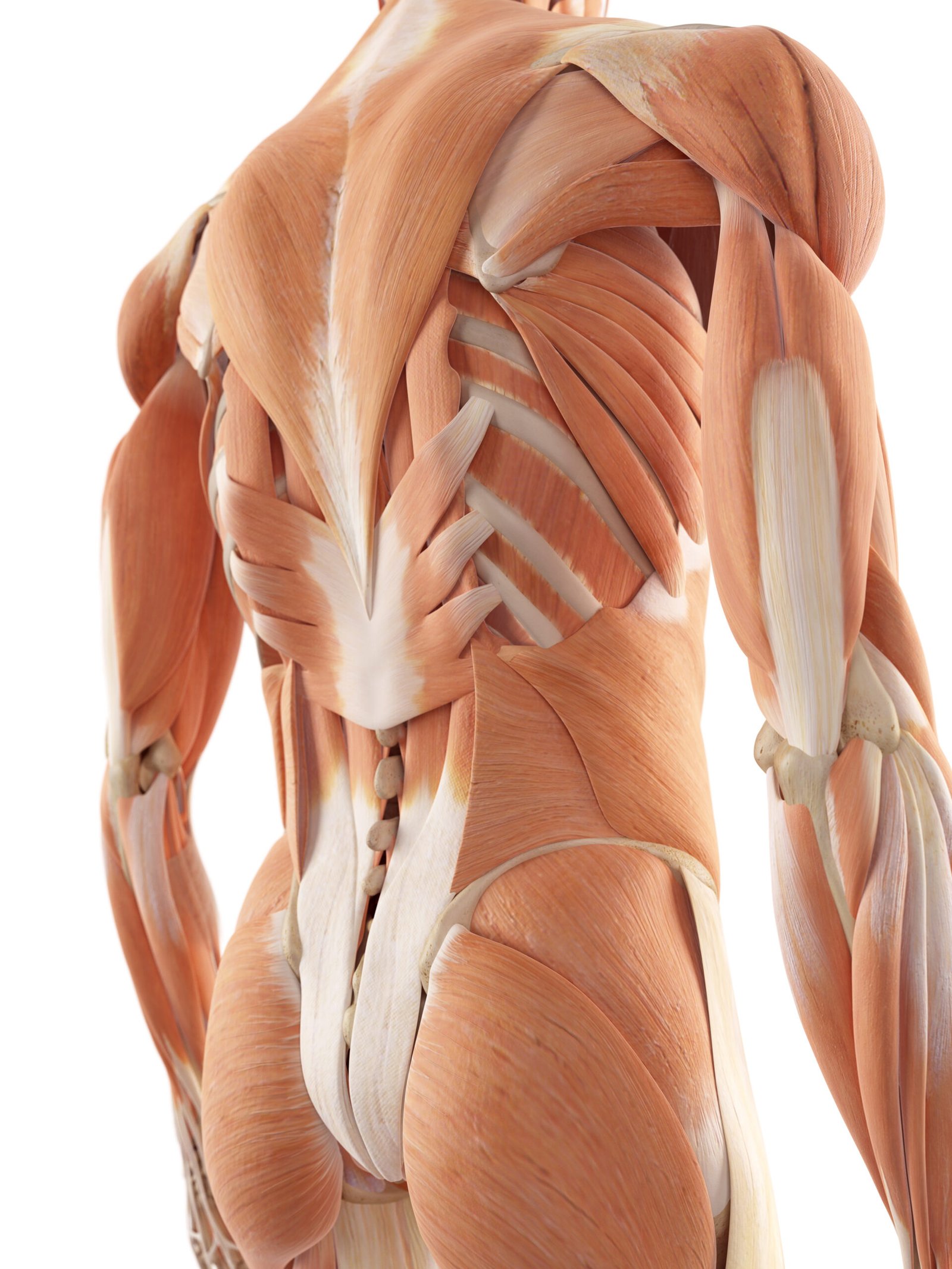 Le Syndrome thoracolombaire dit « de Maigne »