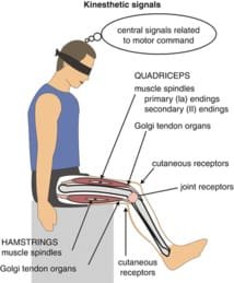 Comment évaluez-vous la proprioception ?