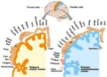 Neurorehab 2015 (1) : Evaluation de la sensibilité chez des patients neurologiques
